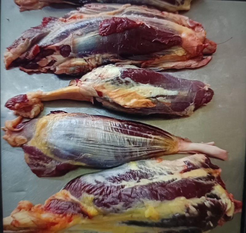 黄牛龟腱子国产前腱子山东黄牛批发牛腿腱子肉