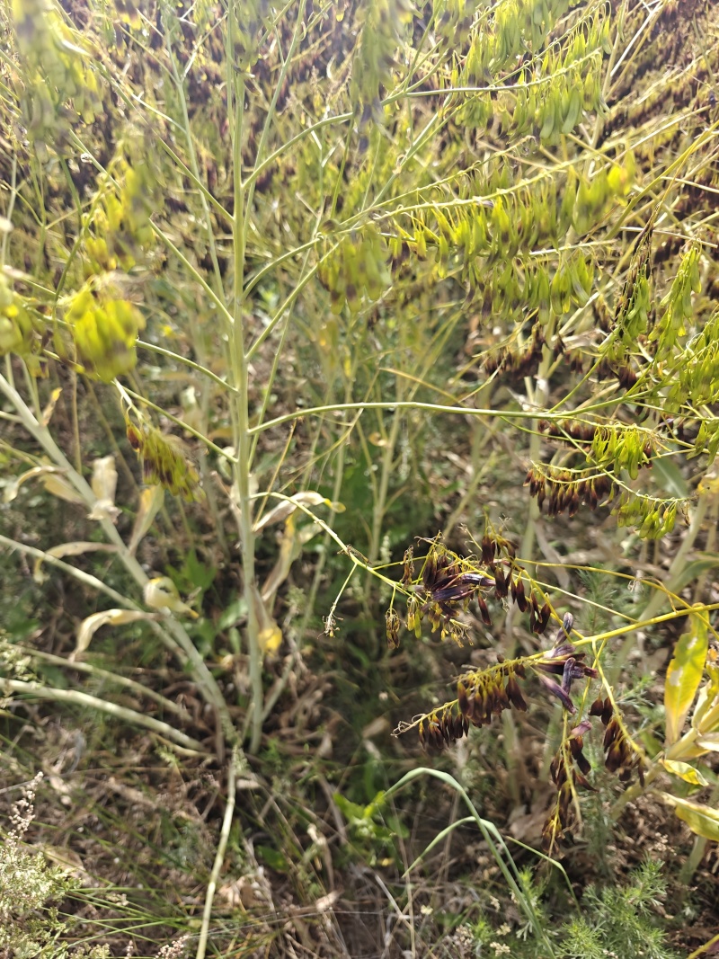 板蓝根籽出售，产地直销。现货5吨，可视频看货。