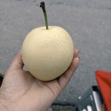 皇冠梨