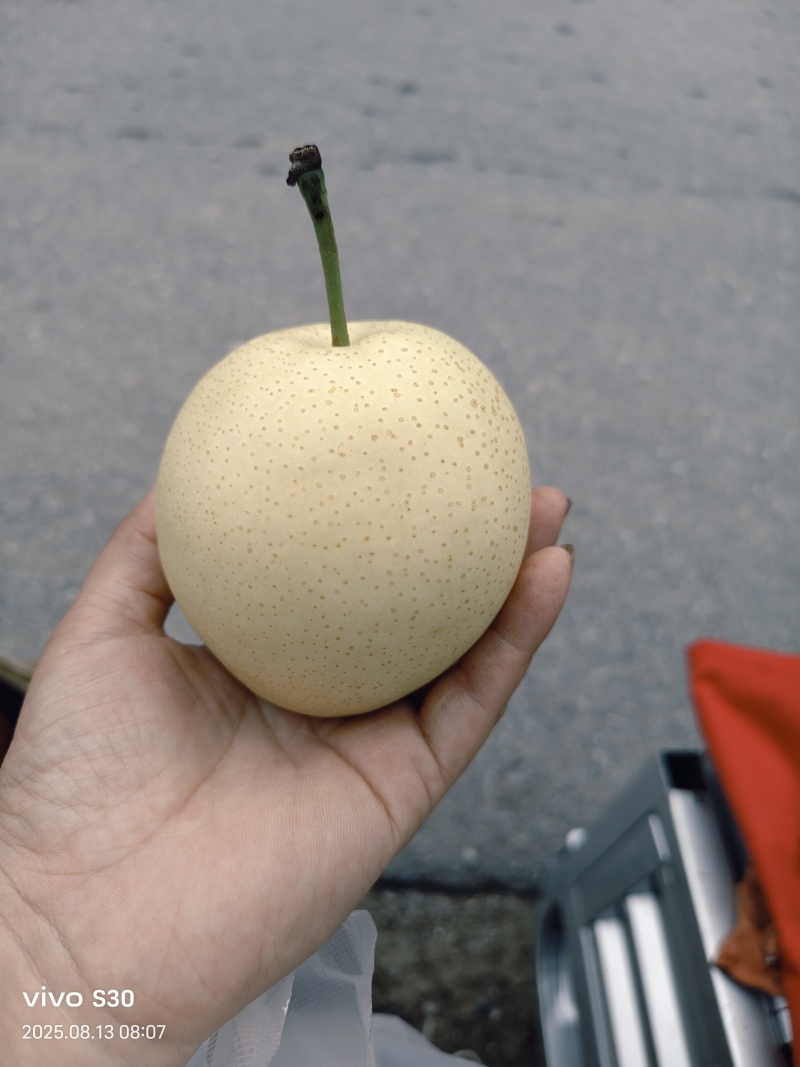 皇冠梨