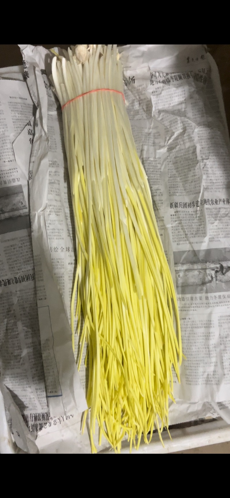 精品蒜黄