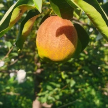 新梨七号
