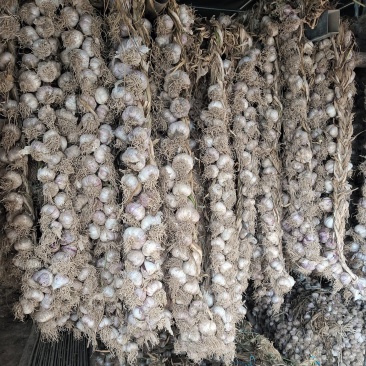 甘肃民乐紫皮大蒜，各大，瓣肥，辣，香