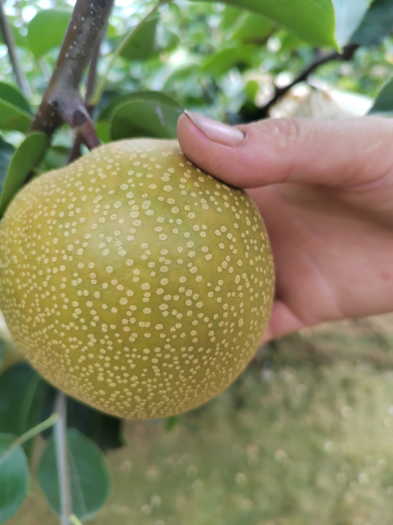 青岛莱西秋月梨华山梨风水梨等品种，口感好皮薄汁浓糖度高