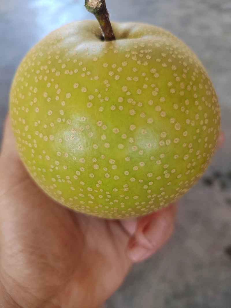 青岛莱西秋月梨华山梨风水梨等品种，口感好皮薄汁浓糖度高