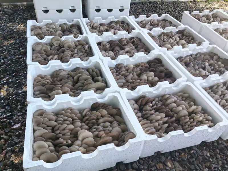 鲜平菇，古浪县，蘑菇，