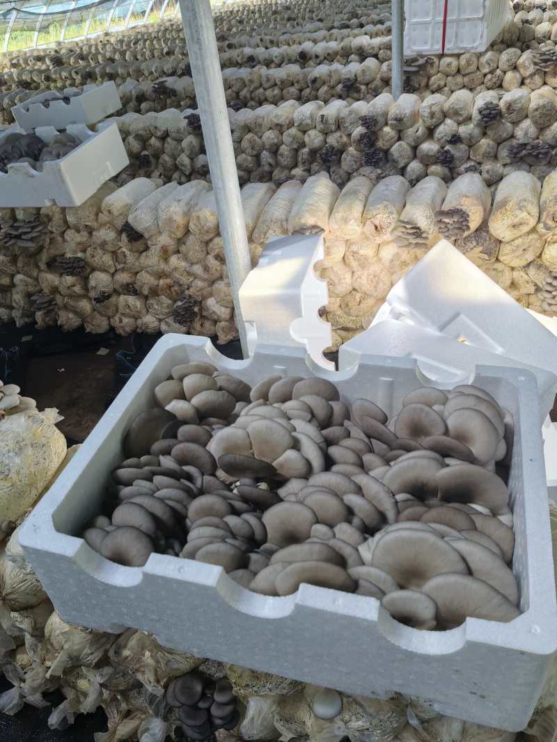 鲜平菇，古浪县，蘑菇，