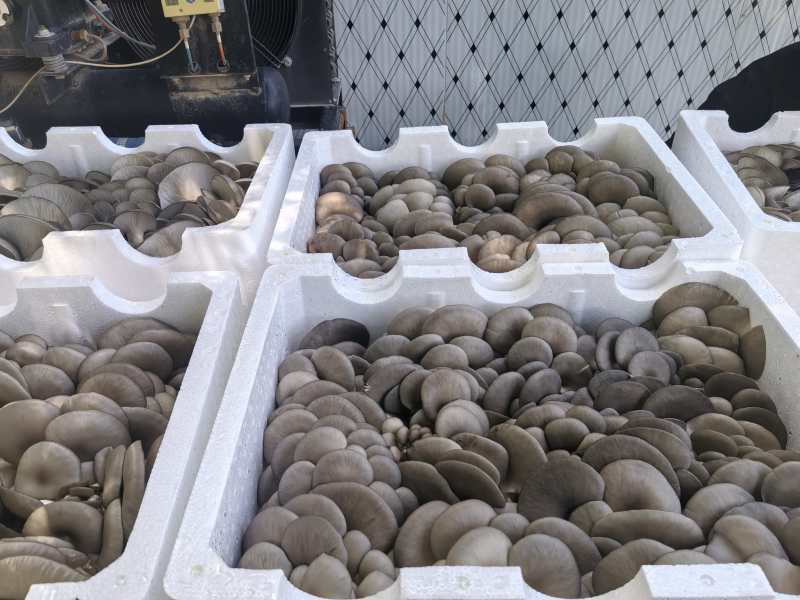 鲜平菇，古浪县，蘑菇，