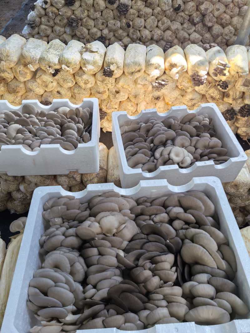 鲜平菇，古浪县，蘑菇，