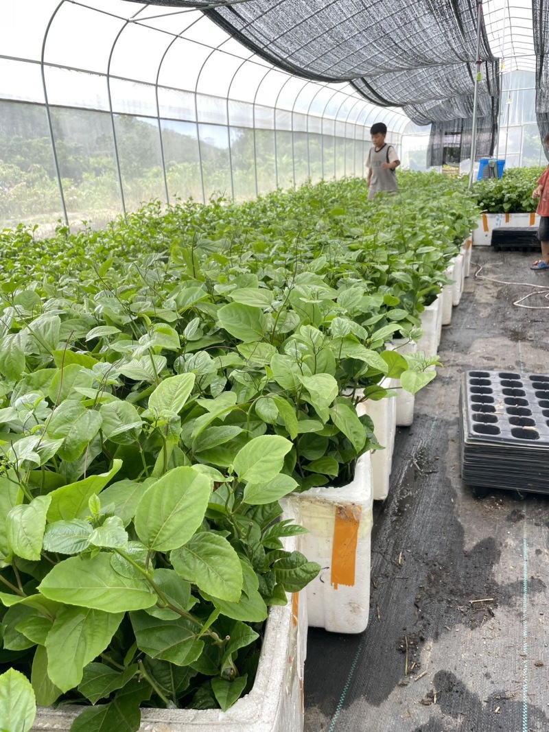 超甜黄金百香果苗四季可以种子植的果苗超大特甜