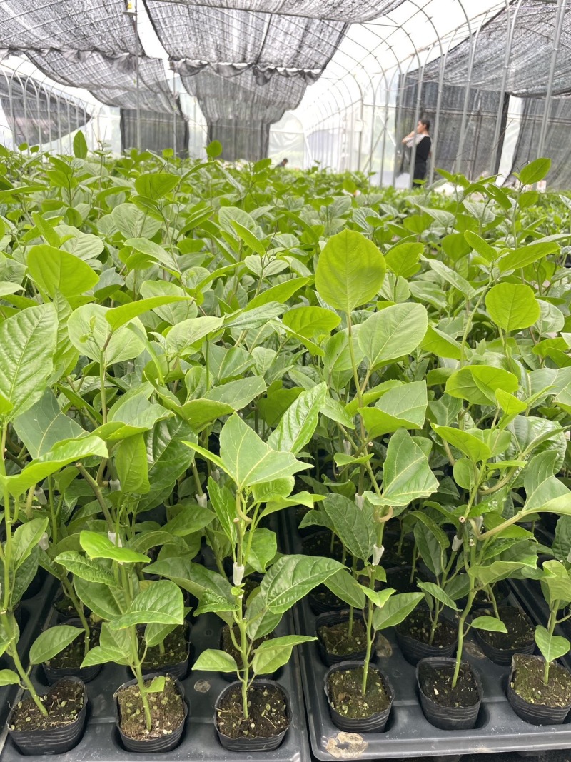超甜黄金百香果苗四季可以种子植的果苗超大特甜