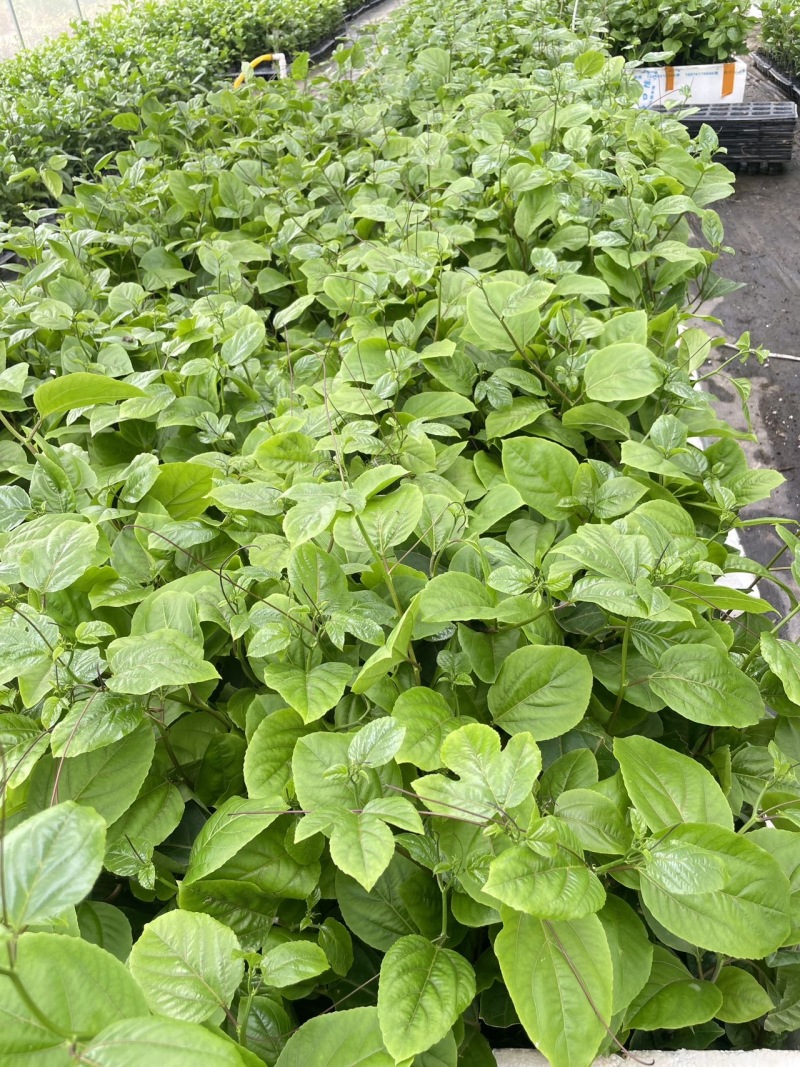 超甜黄金百香果苗四季可以种子植的果苗超大特甜