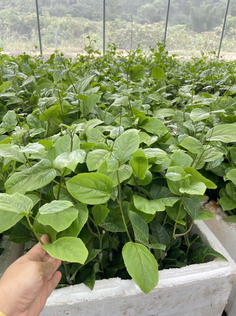 超甜黄金百香果苗四季可以种子植的果苗超大特甜