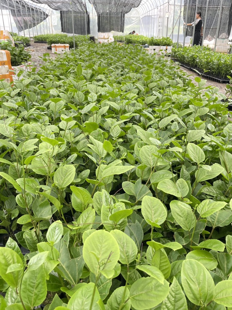 超甜黄金百香果苗四季可以种子植的果苗超大特甜