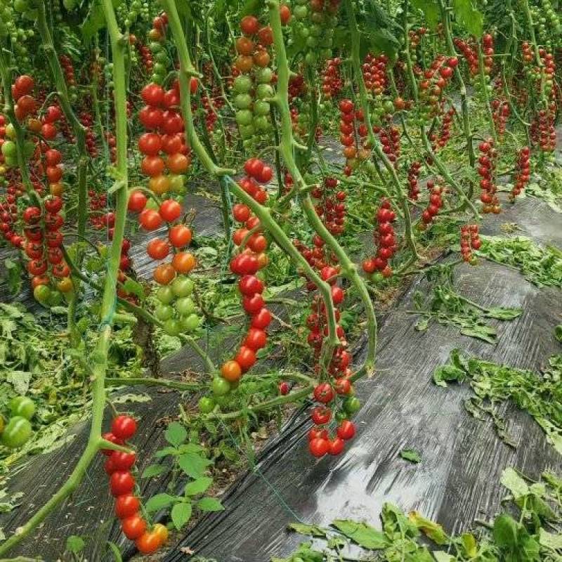 串收樱桃蕃茄大量上市，每天20000斤，质优价廉