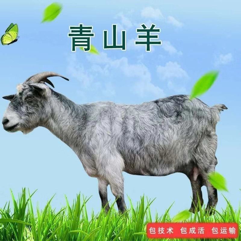 青山羊鲁西南狗羊多胎高产肉质鲜美好饲养全国包邮