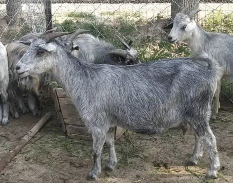 青山羊鲁西南狗羊多胎高产肉质鲜美好饲养全国包邮