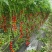 串收樱桃蕃茄大量上市，每天20000斤，质优价廉