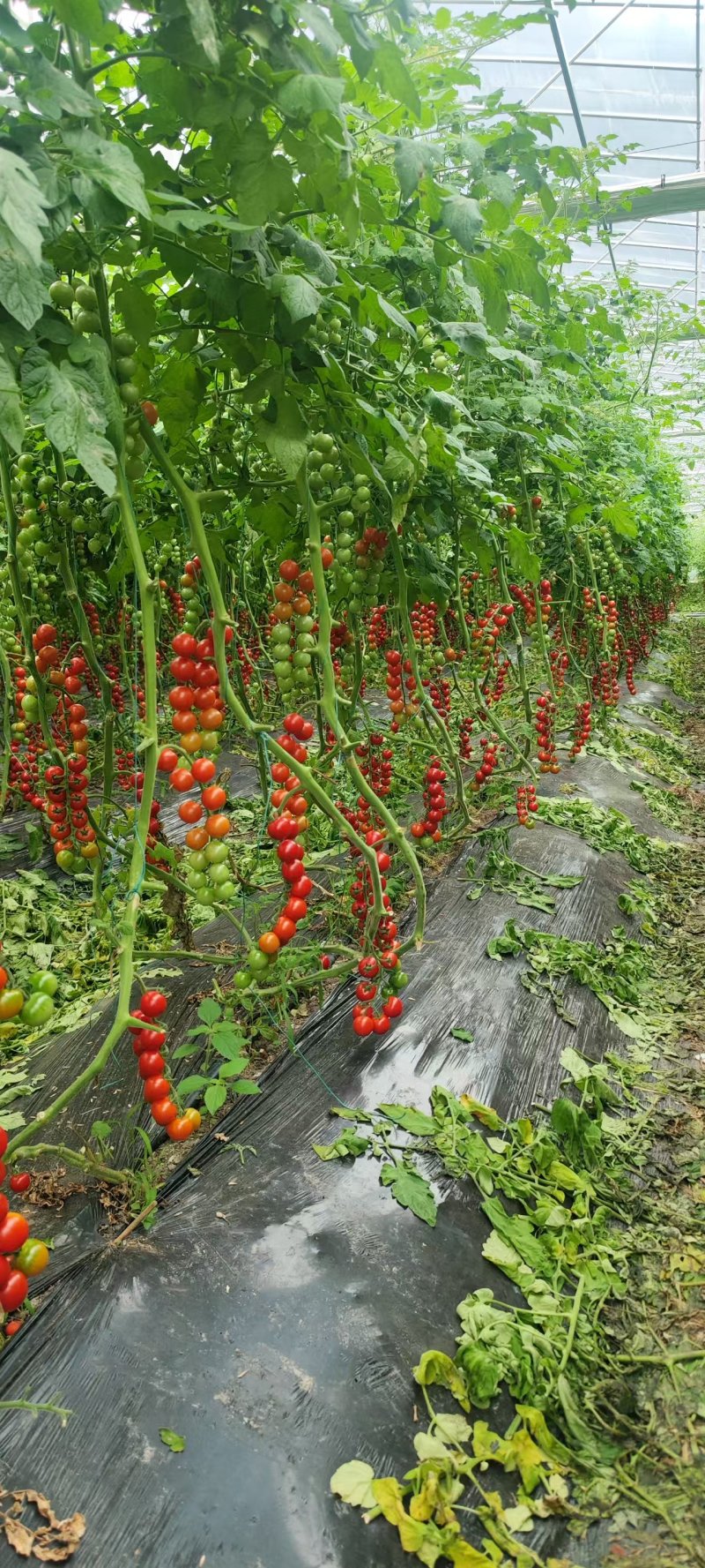 串收樱桃蕃茄大量上市，每天20000斤，质优价廉
