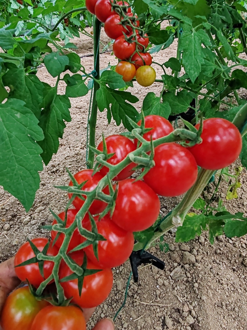 串收樱桃蕃茄大量上市，每天20000斤，质优价廉