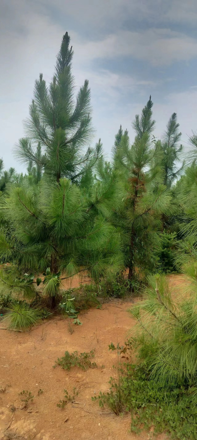 湿地松