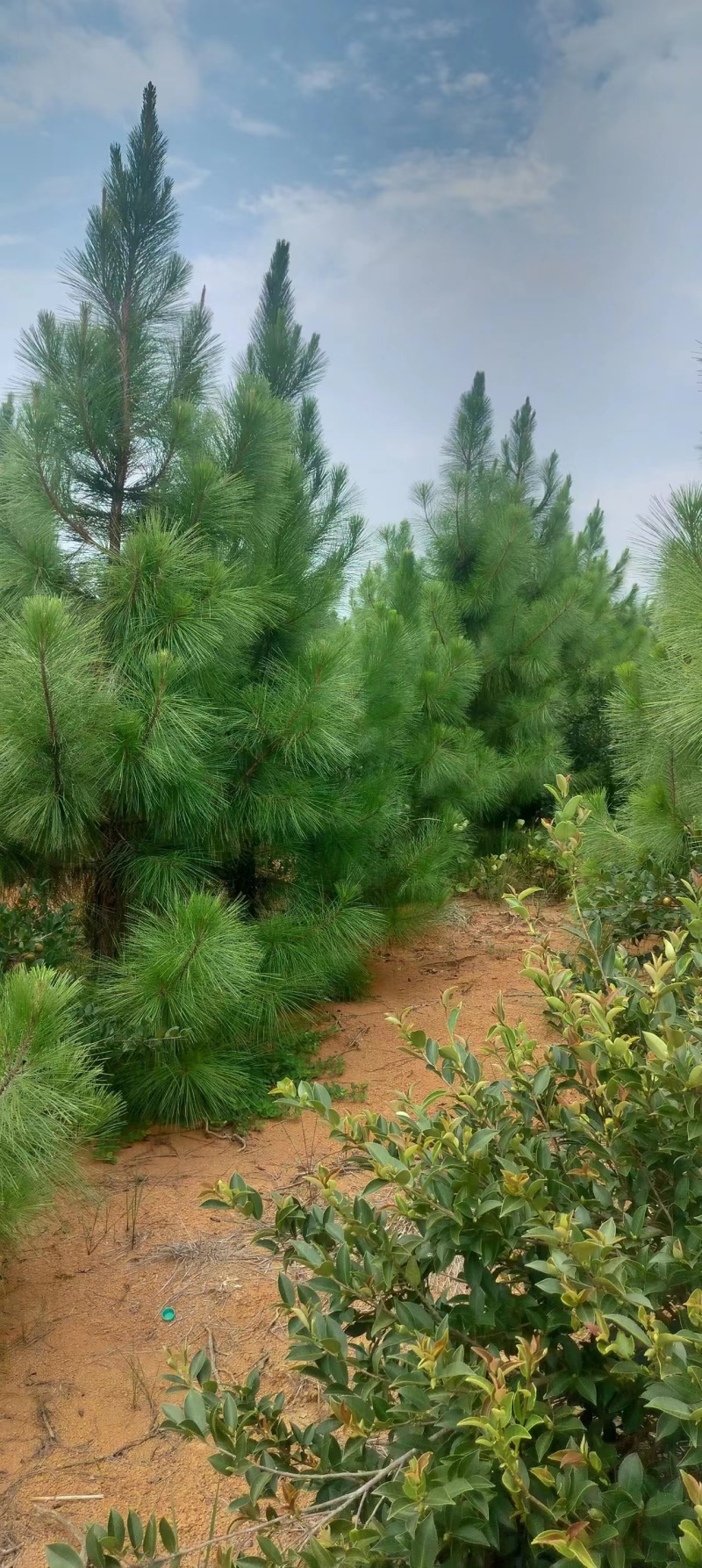 湿地松