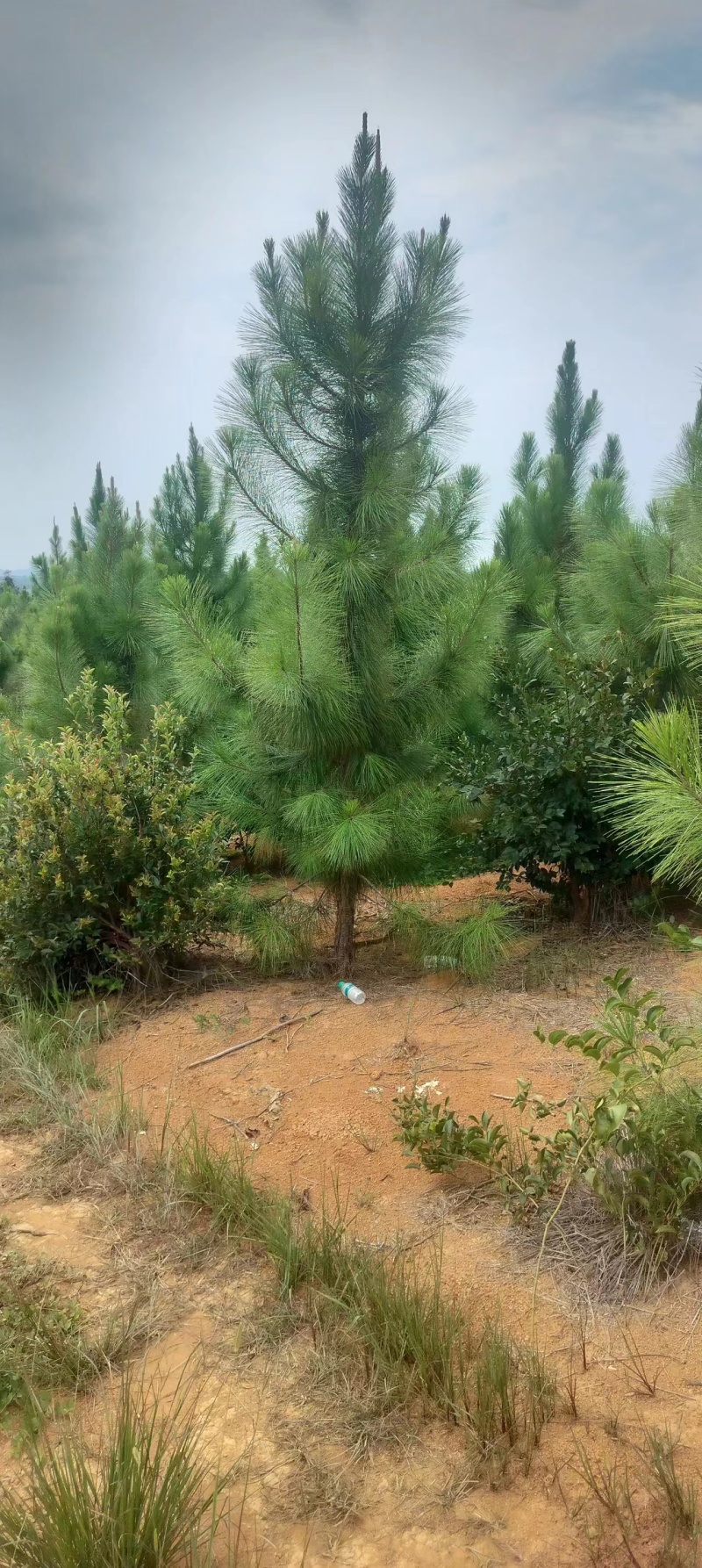 湿地松