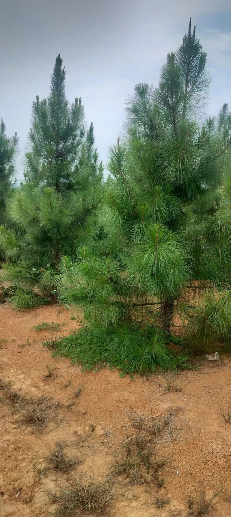 湿地松