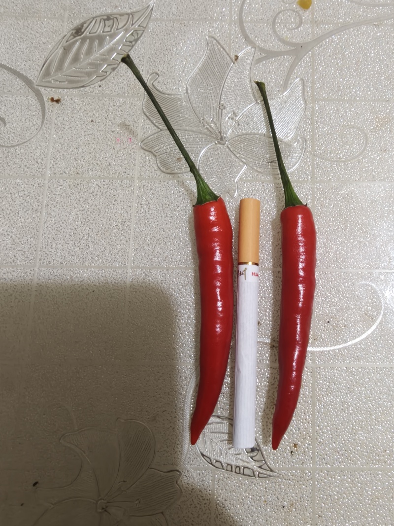 每天现摘大量小米辣朝天椒艳红椒新52新54小辣椒