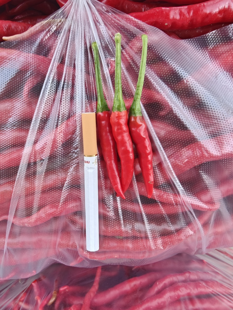 每天现摘大量小米辣朝天椒艳红椒新52新54小辣椒