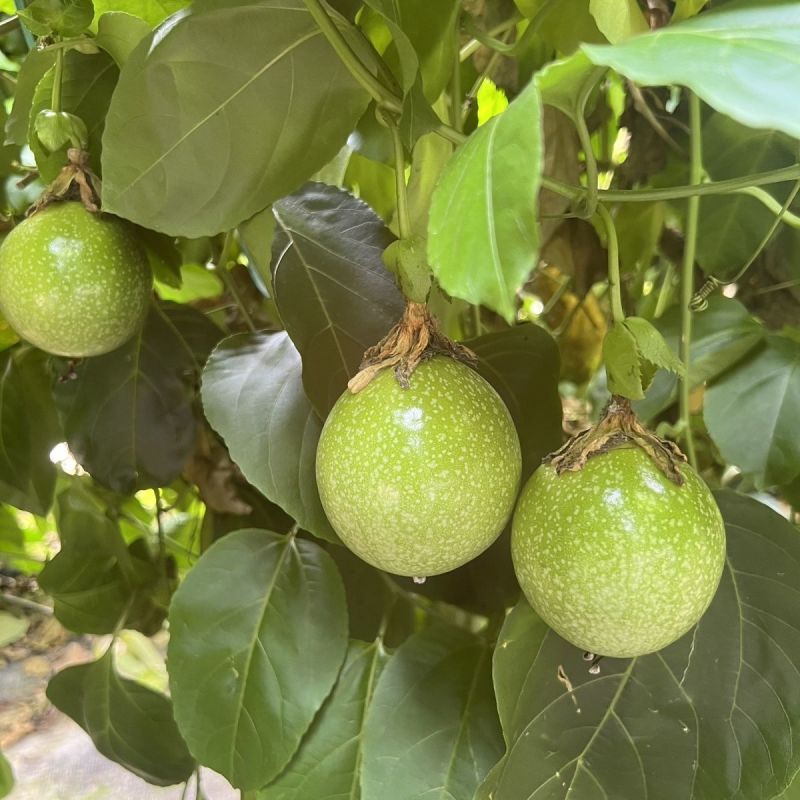 黄金百香果，农户自家种植的，很甜，风味很足，需要你就来吧
