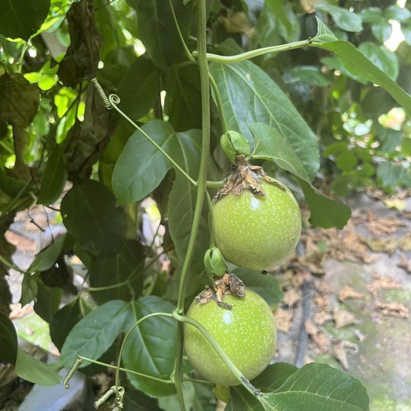 黄金百香果，农户自家种植的，很甜，风味很足，需要你就来吧