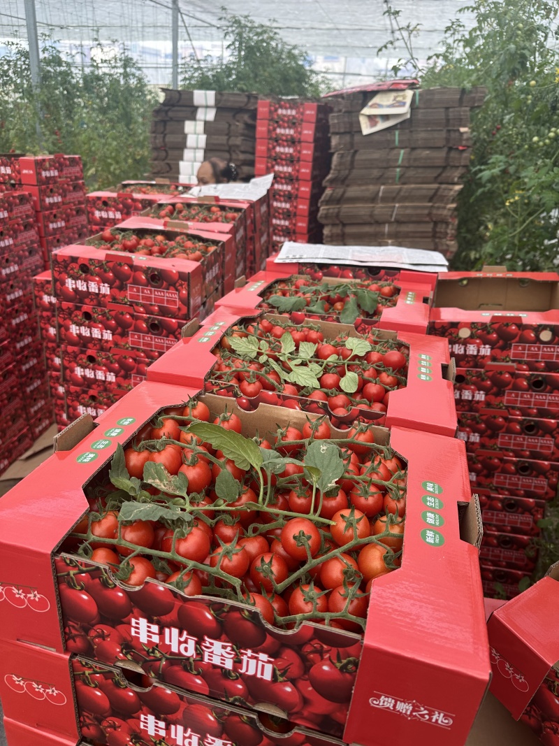 串收樱桃蕃茄大量上市，每天20000斤，质优价廉
