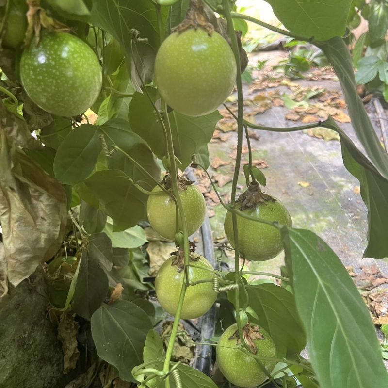 百香果，农户自己家种的，少量，多量都卖，你要多少都可以卖