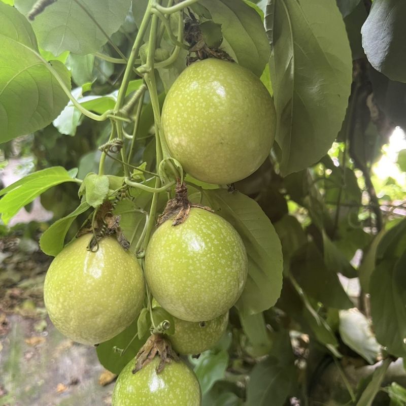 百香果，农户自己家种的，少量，多量都卖，你要多少都可以卖