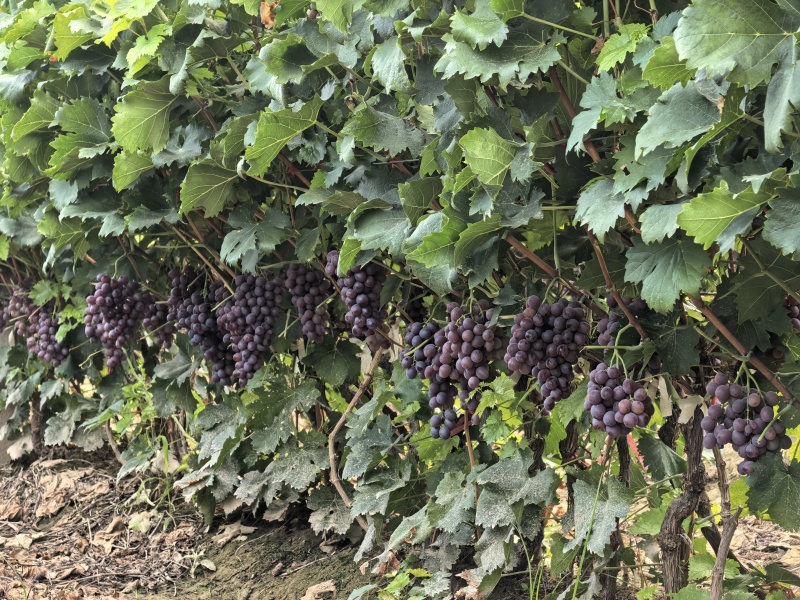 玫瑰香葡萄大量走货代收代卖对接批发零售电商等，各种规格齐全，