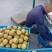 慈溪周巷蜜梨之乡精品黄花梨大量上市价格1.2