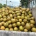慈溪周巷蜜梨之乡精品黄花梨大量上市价格1.2