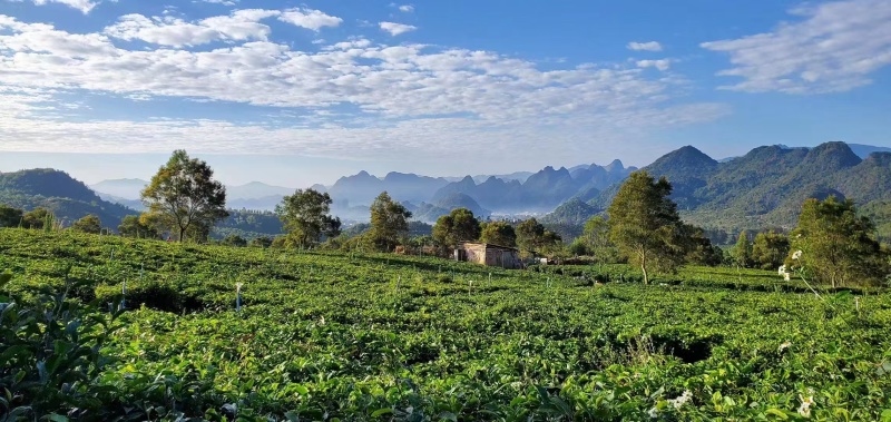 小青柑茶，桔子红茶，原产地小青柑橘茶叶，功夫茶叶。