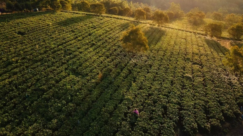 小青柑茶，桔子红茶，原产地小青柑橘茶叶，功夫茶叶。