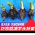 正宗正荔浦芋头种苗