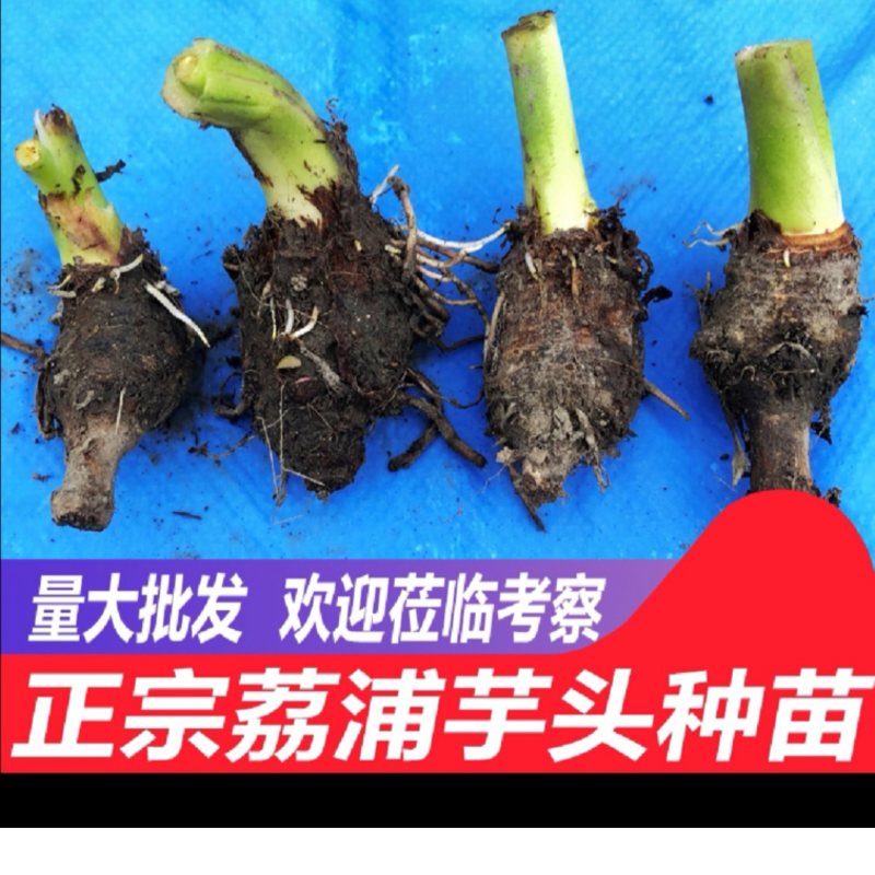 正宗正荔浦芋头种苗