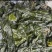 【一手货源】盐渍整颗海带大量供应品质保证视频看货