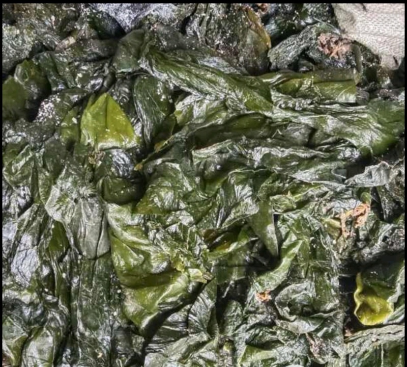 【一手货源】盐渍整颗海带大量供应品质保证视频看货