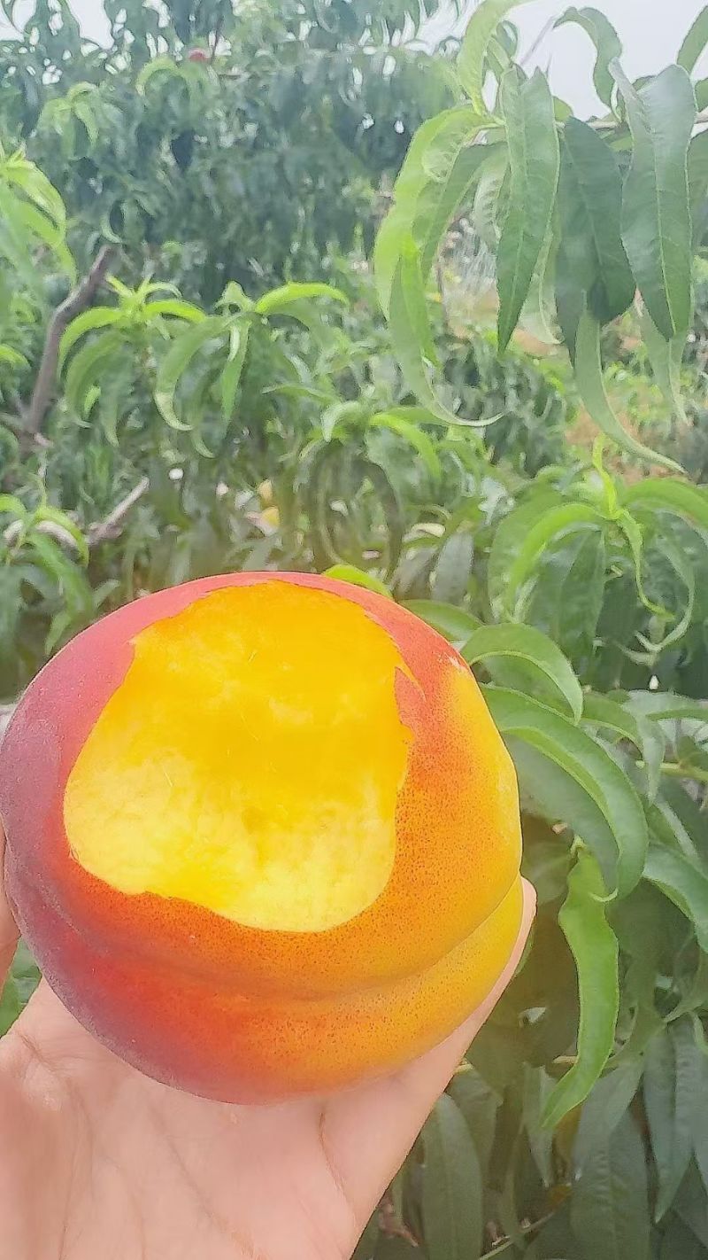 正宗锦绣晚熟黄桃大量现货欢迎品尝采购