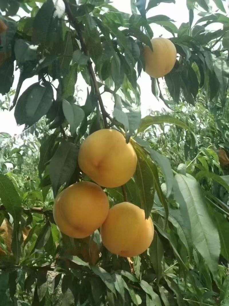 正宗锦绣晚熟黄桃大量现货欢迎品尝采购