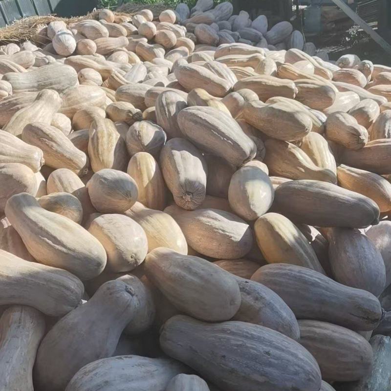 重庆蜜本南瓜，精品地瓜全国发货。口感甜面颜色红，灰色好。
