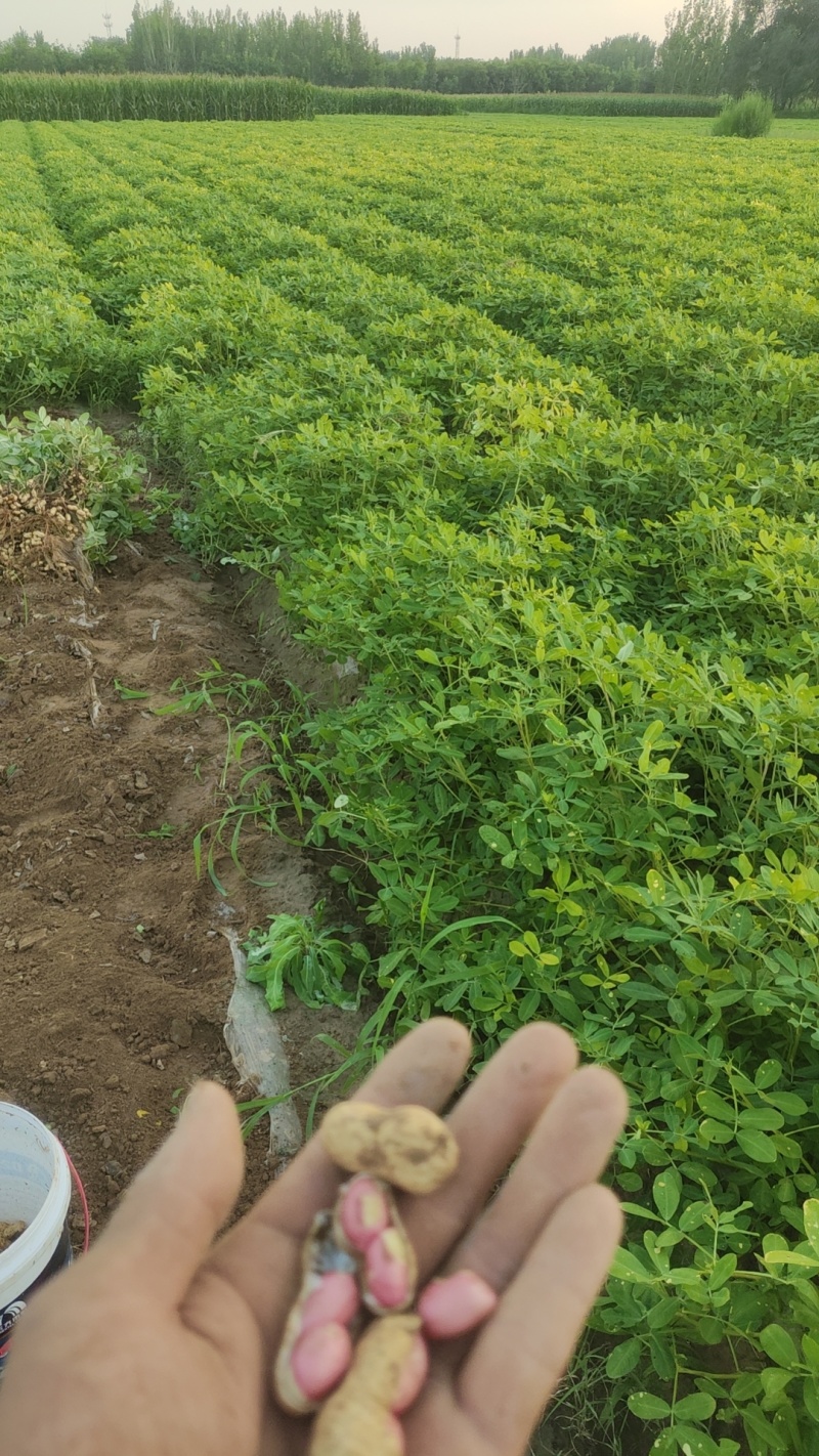 水果花生，地里装车，自己家的，大量有货