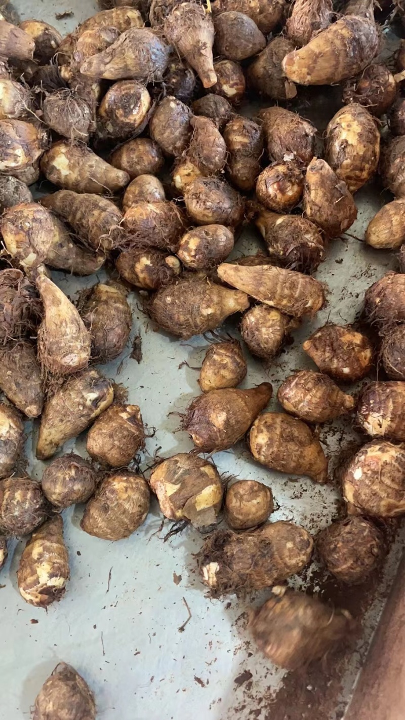 山东芋头大球中球小球二母芋头毛芋头一件代发