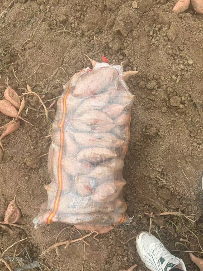 【售后无忧】龙薯龙薯九号产地一手货源价格合理